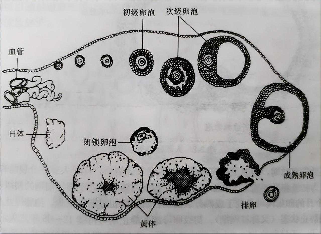 香港验血 微信,做试管婴儿促排卵会不会导致卵巢早衰？